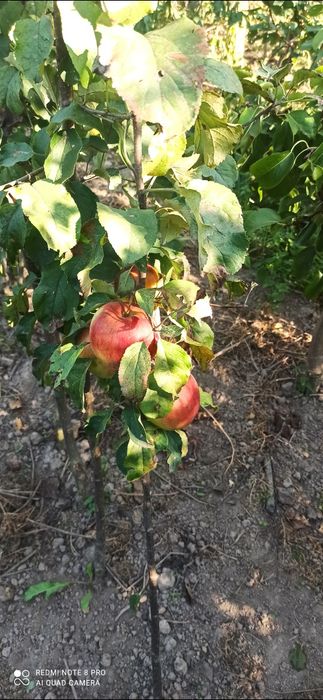 Трирічні саджанці яблунь..