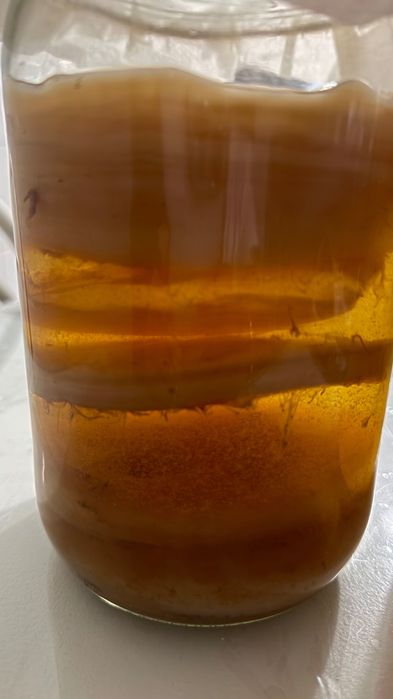 Kombucha - Doação de Scoby e Starter Bio