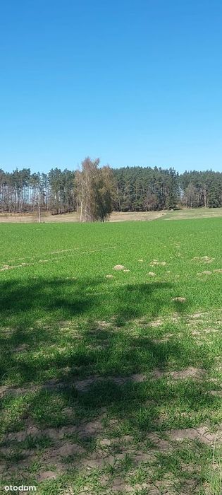 Działki budowlane z warunkami zabudowy, Giezkowo - Więcej