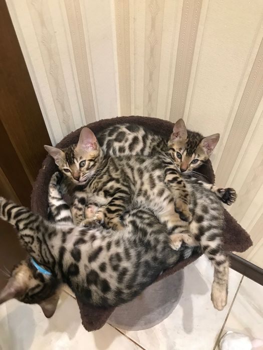 Бенгальские котята