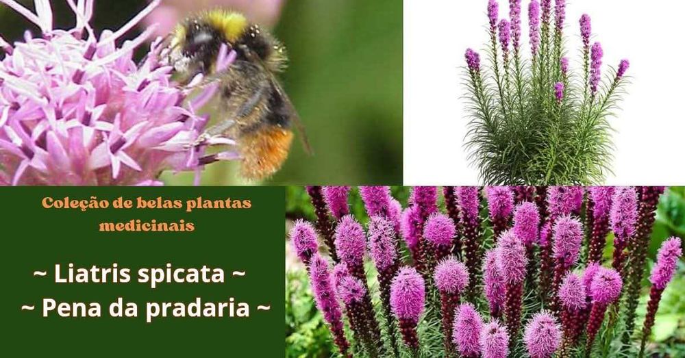 Liatris spicata - Pena da pradaria 5€