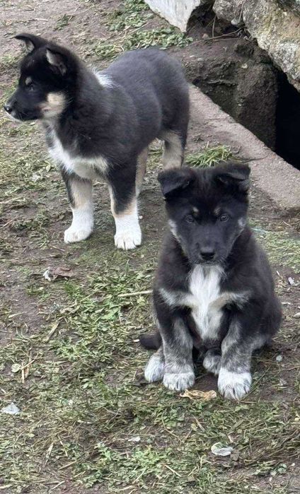 Цуценята в добрі руки