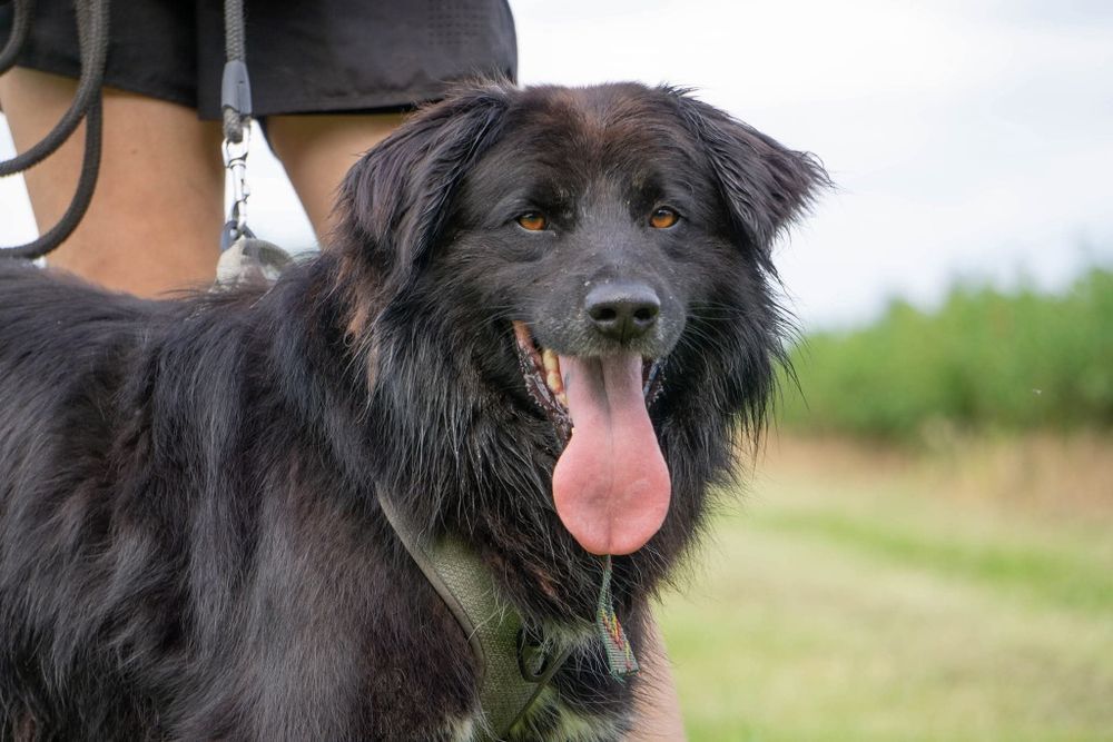 Corso, potężny piekny pies  czeka na dom
