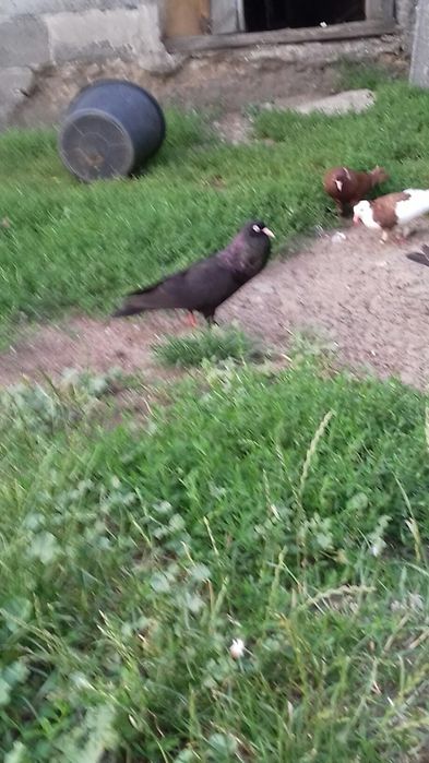 Garlacze stawaki polskie