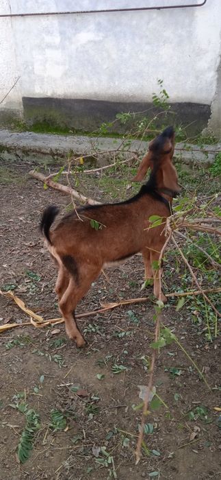 Цап для спарювання