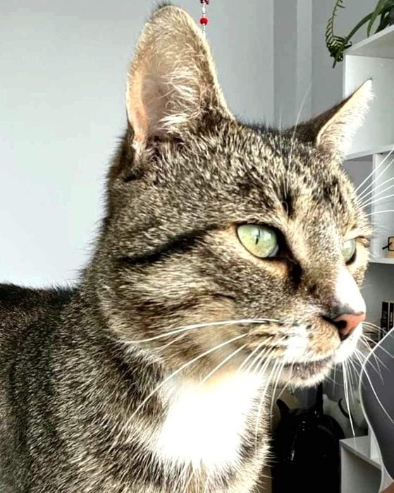 OGONIMIR - szuka domku tymczasowego lub stałego