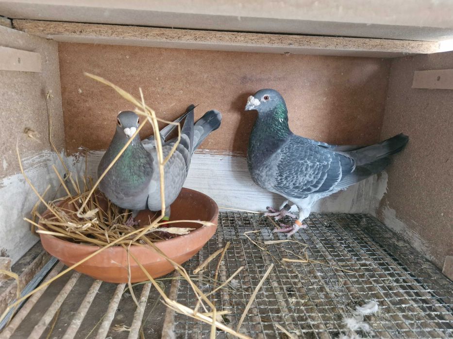 Gołębie pocztowe młode 2026