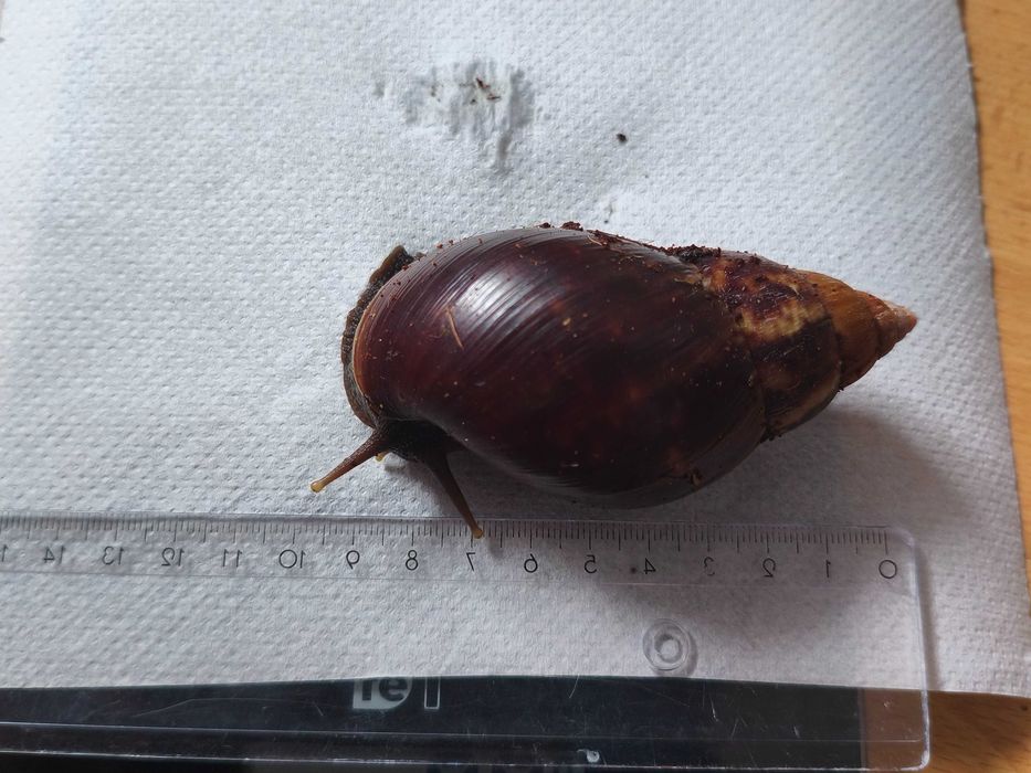 Ślimak afrykański Lissachatina (Achatina) fulica
