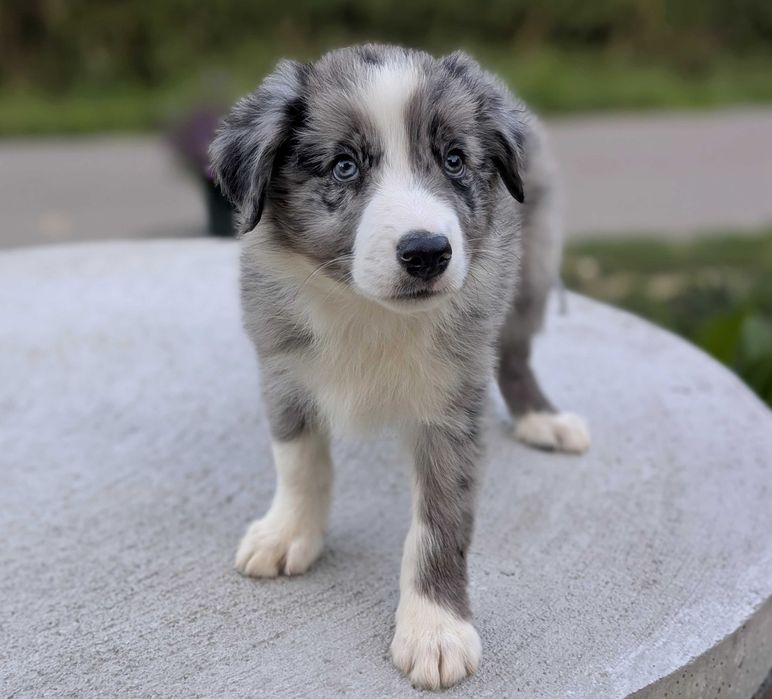 Border Collie samiec pies blue merle przebadani rodzice do odbioru