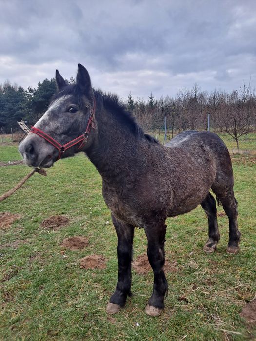 Ogierek zimnokrwisty siwy