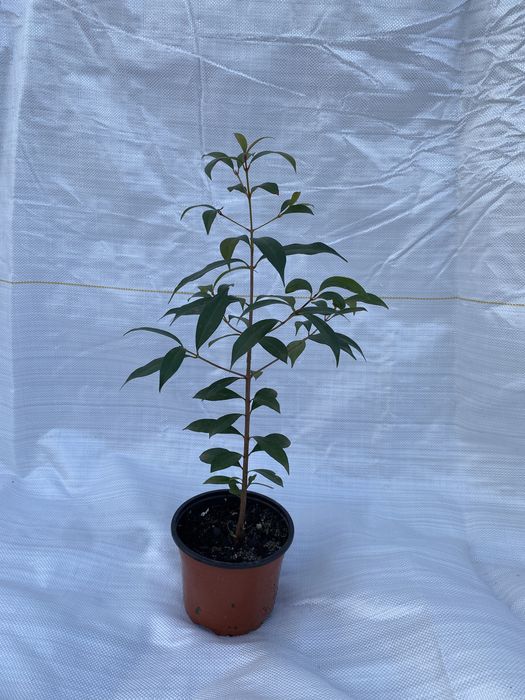 Eugenia  Myrtifolia  Newport 30 cm