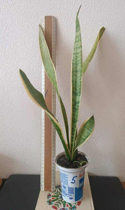 Сансевиерия окаймленная велика Sansevieria, тещін язик, щучий хвіст