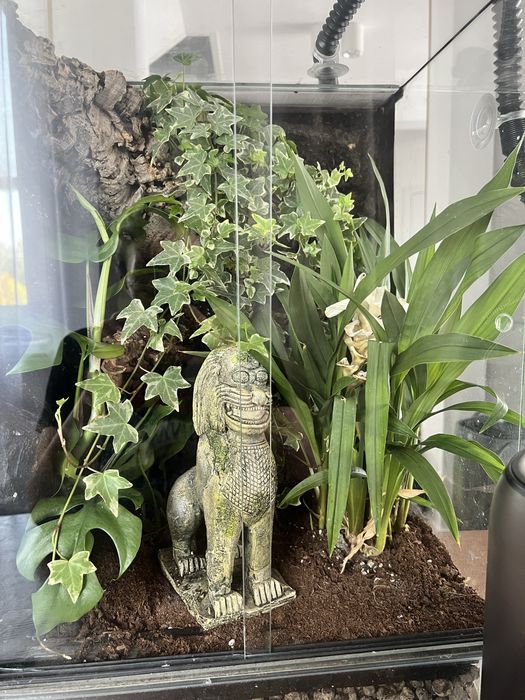 Terrarium dla gekona orzesionego
