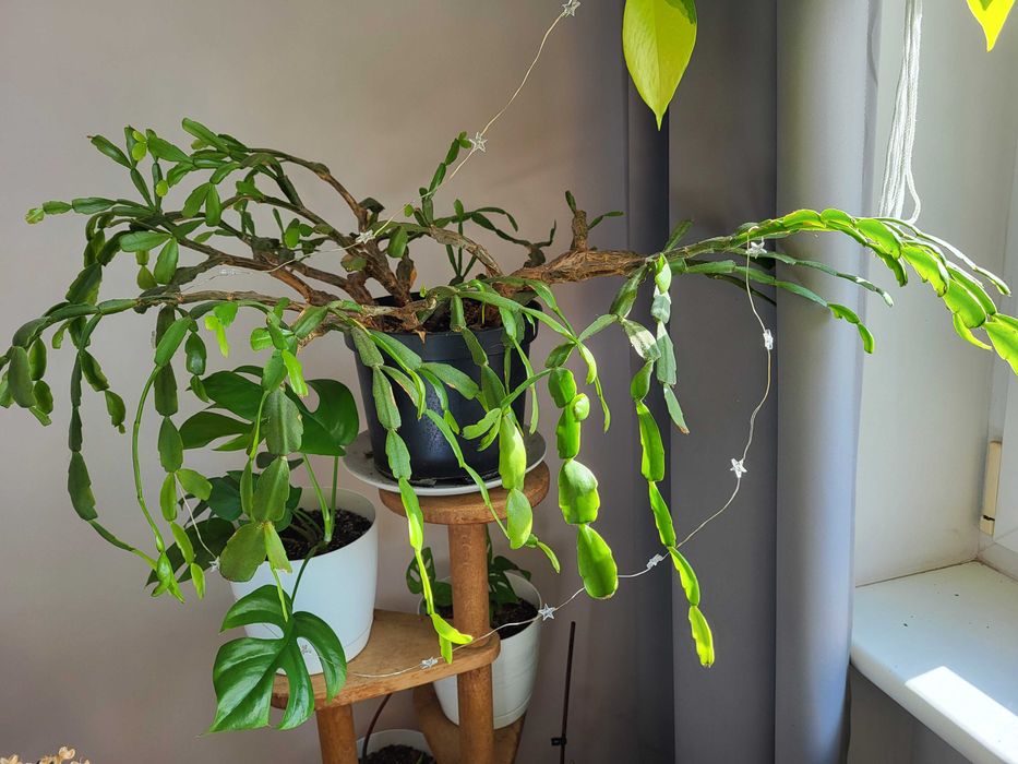 ogromny kaktus schlumbergera grudnik wieloletni