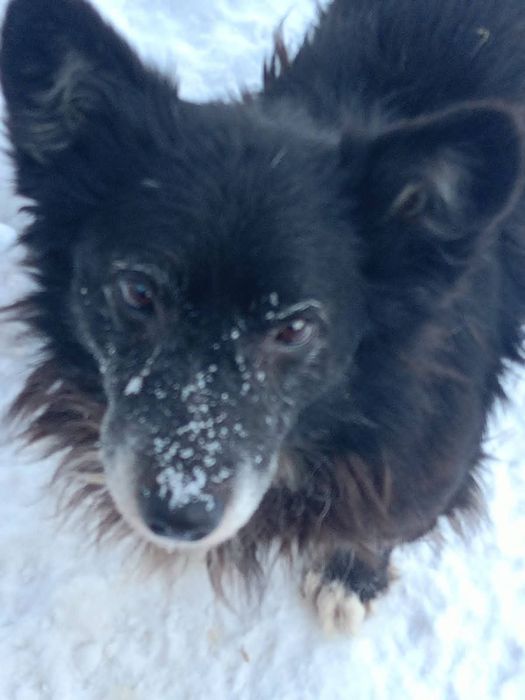 Максік шукає люблячого господаря