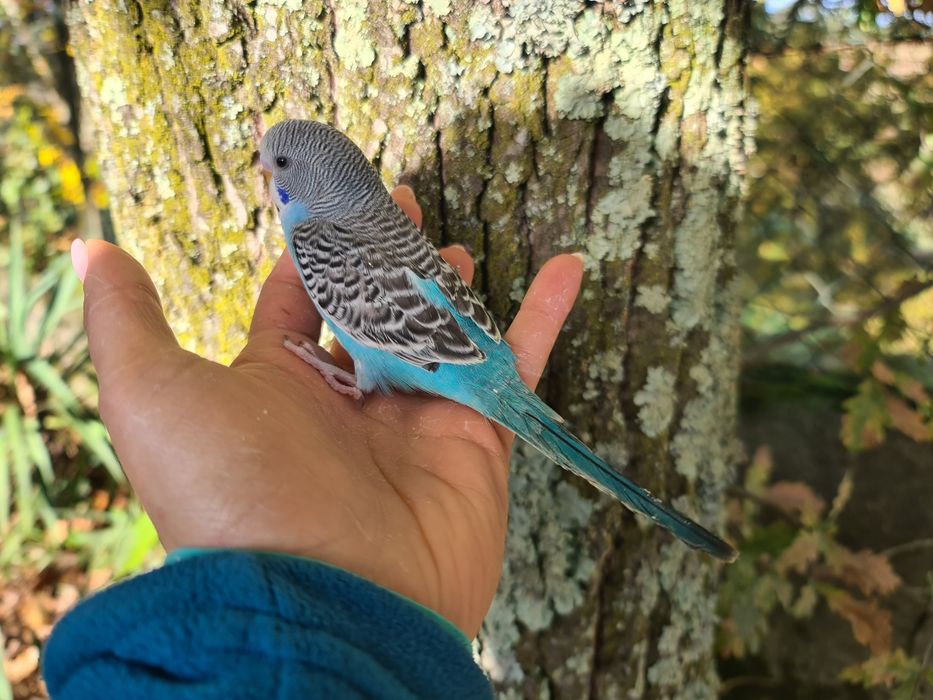 Periquitos Domésticado muito meigos