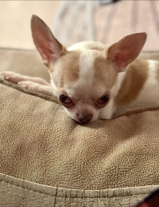 Ишем девочку чихуа для случки