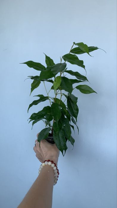 Продам фикус Бенджамина