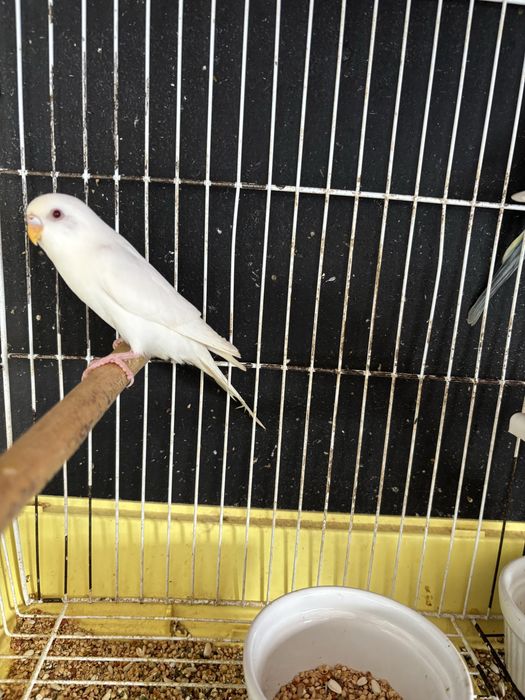 Periquitos australianos