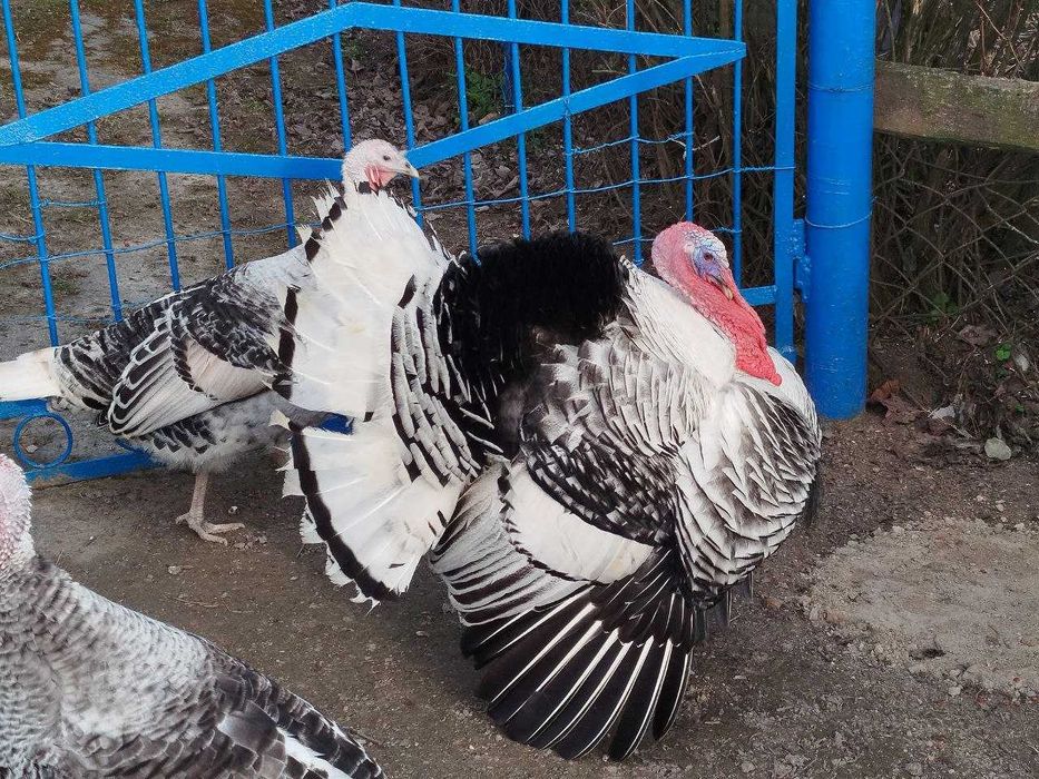 Продам індики та індички