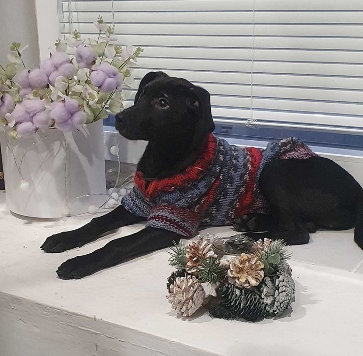 Ніка, цуценя-дівчинка шукає сім'ю