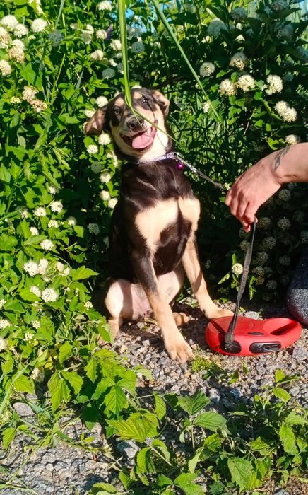 Дівчинка в добрі руки