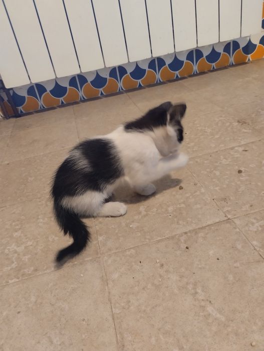 Gato para adopção responsável