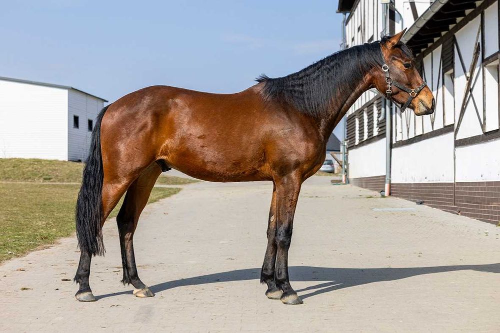 Bentley D - urodziwy wałach prawie 3 lata