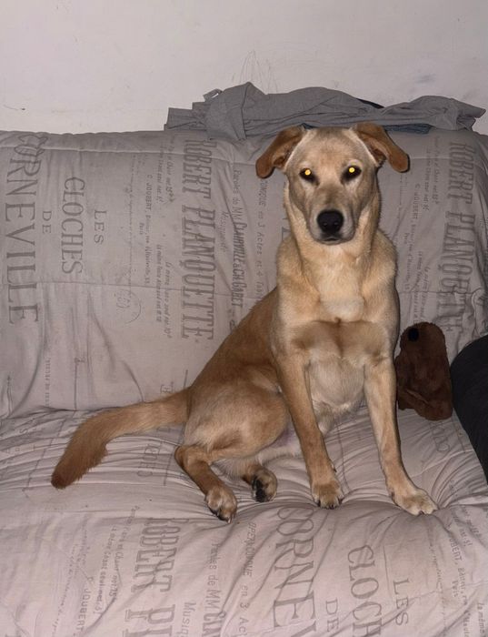 Dou labrador urgente