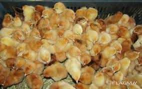 Продам яйце на інкубацію Фоксі Чікс.