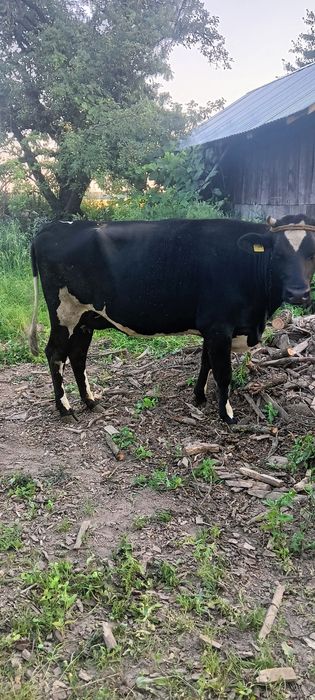 Sprzedam krowe i jałówkę