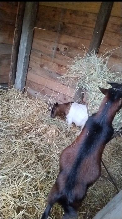 Vendo casal de cabras