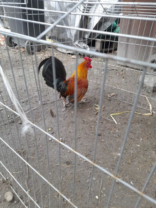 sprzedam koguta miniaturkę