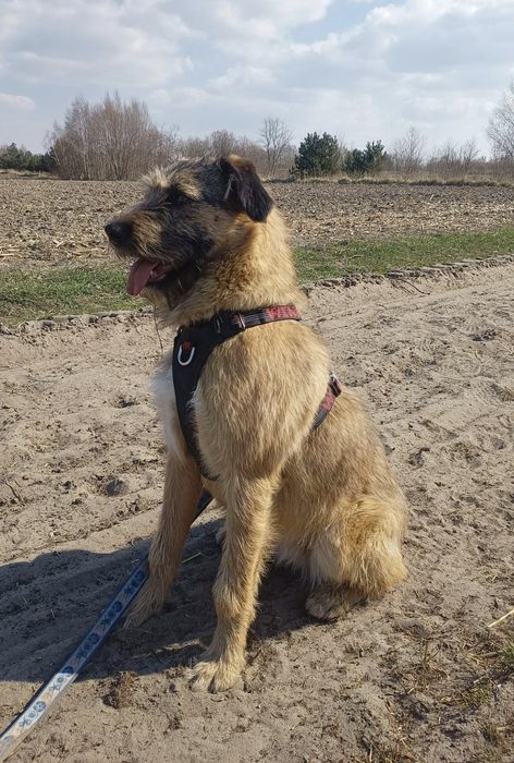 Roczna Dosia do adopcji
