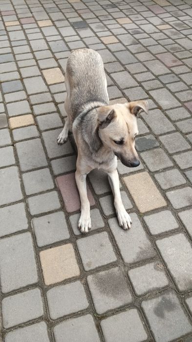 БЕЗКОШТОВНО. Собачка, песик (дівчинка)