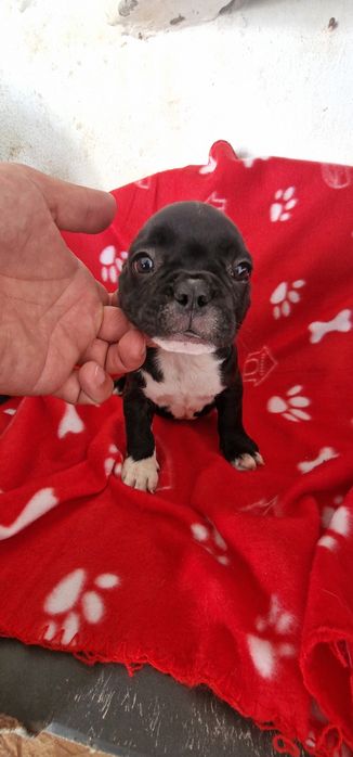 Menino bulldog preto
