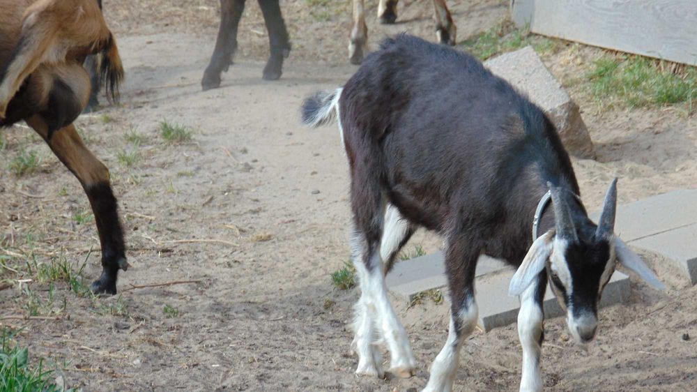 Sprzedam Koziołki Toggenburg