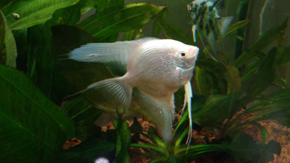 Салярия супер Ред и Ред девил