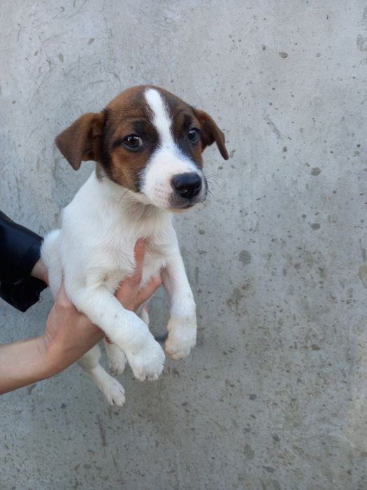 Джек Рассел девочка