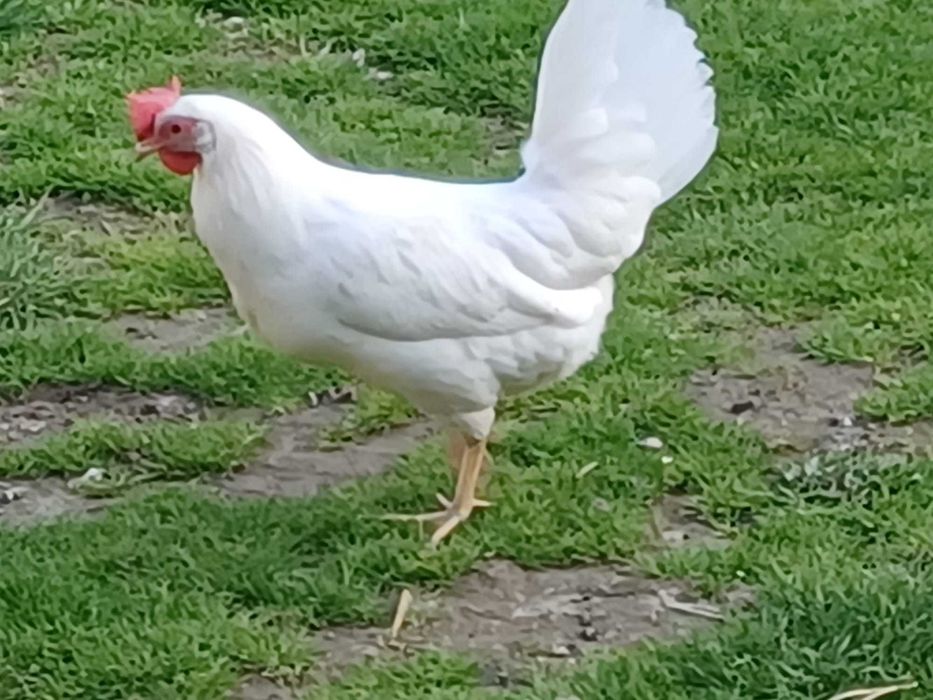 Kury na jajka Rosa z jajkiem, Leghorn, kolory