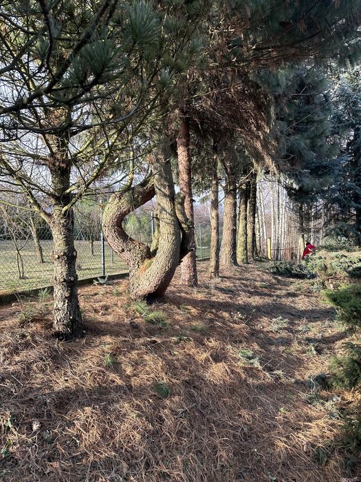 Wycinka drzew, koszenie trawy