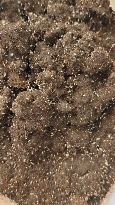 Skoczogonek ekipa sprzątająca  do terrarium   250ml