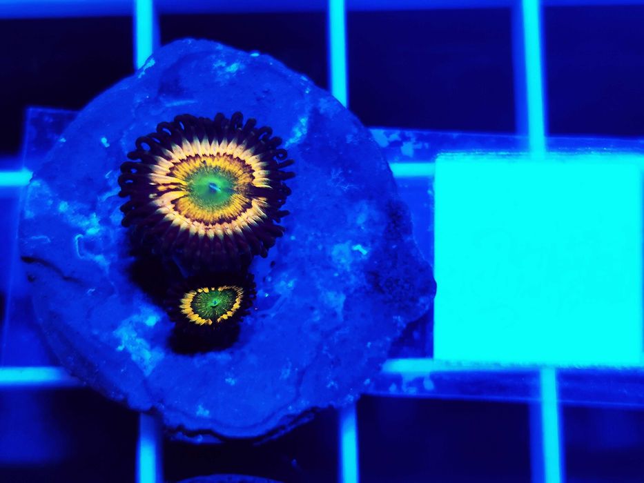 Zoanthus Citrus Cooler WYSYŁKA cena za szczepkę, morskie, koralowce