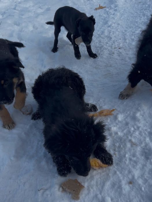 Щенятко в хороші руки