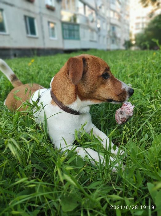 Джек-Рассел для в'язки