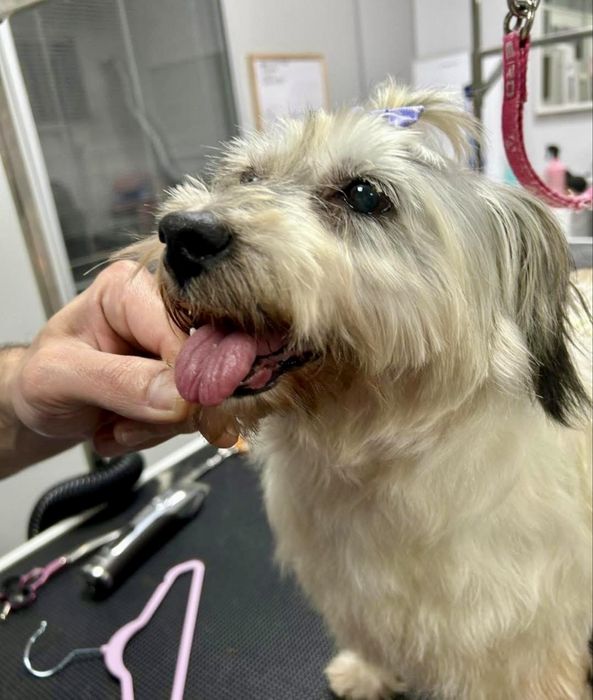 Cadela porte pequeno para adoção responsável