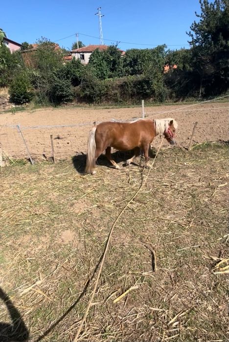 Vendo ponei femea de 85,90cm