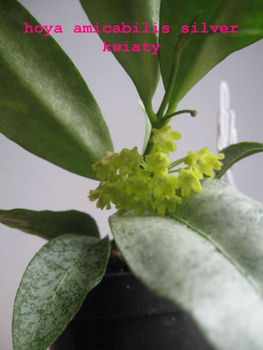 hoya amicabilis silver kolekcja roślina rarytas rzadkość unikat