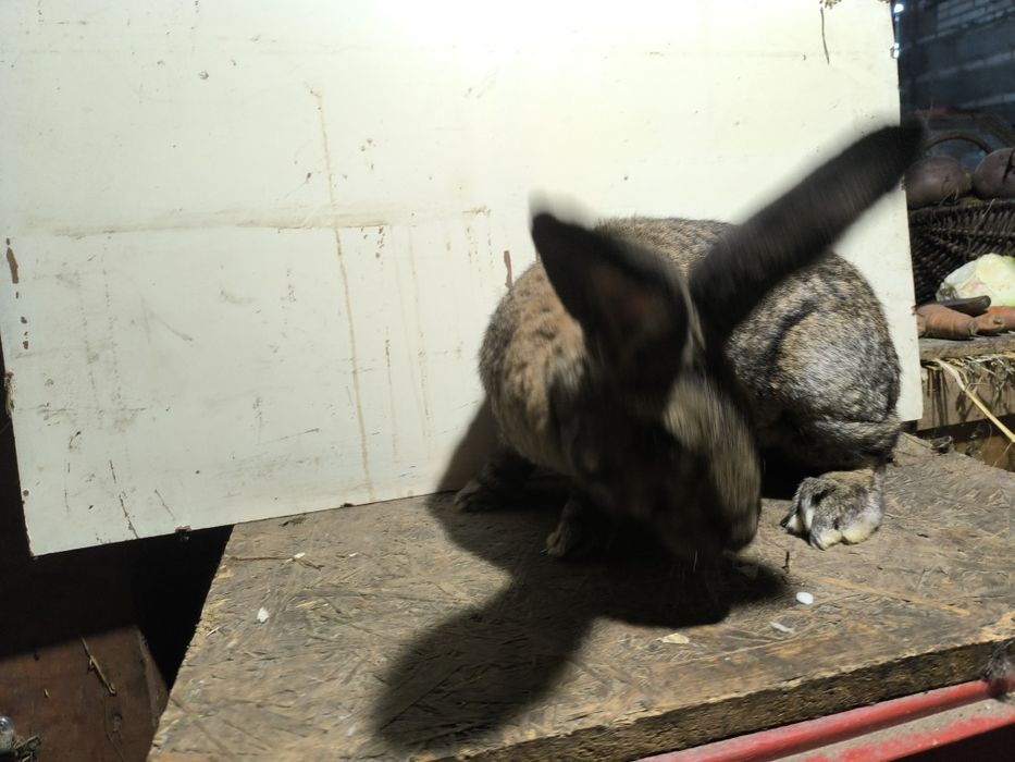 Sprzedam samca królika