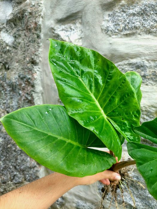 Alocasia brismanensis